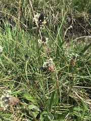 Plantago lanceolata