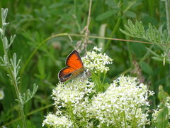 Lycaena candens