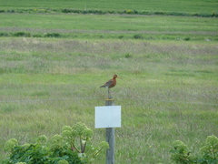 Limosa limosa islandica