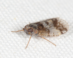 Cixius pini
