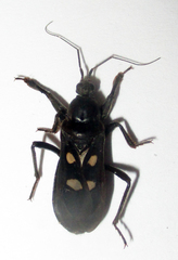 Ectomocoris quadrimaculatus
