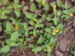 Lysimachia congestiflora
