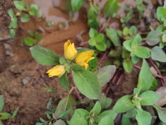 Lysimachia congestiflora