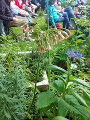 Allium siculum dioscoridis