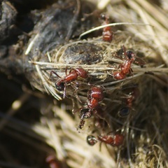 Pogonomyrmex bicolor