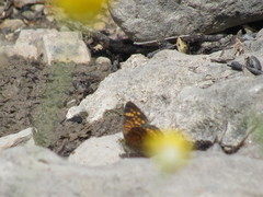Phyciodes graphica