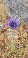 Echinops polyceras