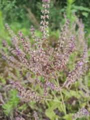 Salvia plebeia