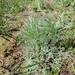 photo of Wormwoods And Sagebrushes (Artemisia)