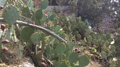 Opuntia tunoidea