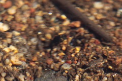 Leconectes striatellus