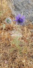 Echinops polyceras