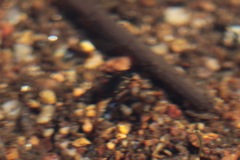 Leconectes striatellus