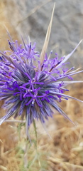 Echinops polyceras