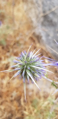 Echinops polyceras