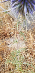 Echinops polyceras