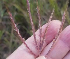 Bothriochloa radicans