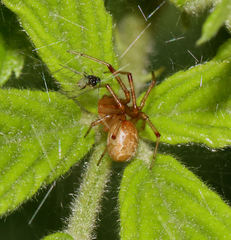 Anelosimus studiosus