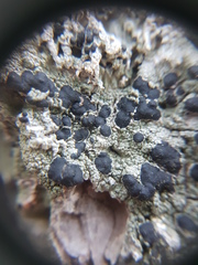 Mycoblastus sanguinarioides