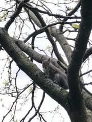 Sciurus carolinensis