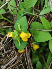 Lysimachia congestiflora