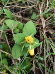 Lysimachia congestiflora