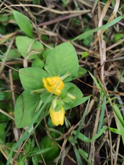 Lysimachia congestiflora