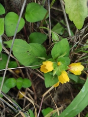 Lysimachia congestiflora