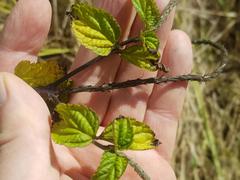 Stachytarpheta urticifolia