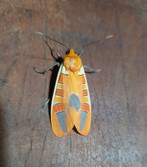 Gorgonidia cubotaensis