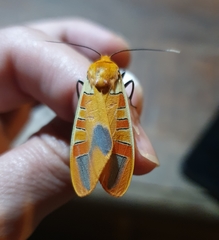 Gorgonidia cubotaensis