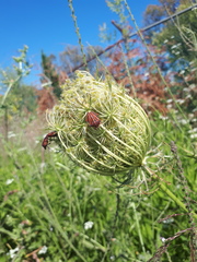 Graphosoma semipunctatum