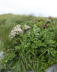 Sonchus grandifolius