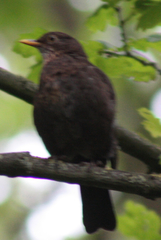 Turdus merula