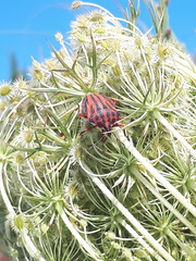 Graphosoma semipunctatum