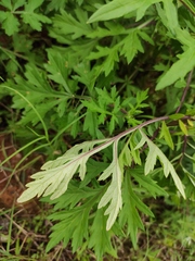 Artemisia argyi