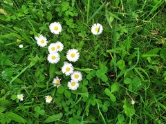 Bellis perennis