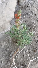Sphaeralcea coccinea