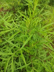 Artemisia argyi