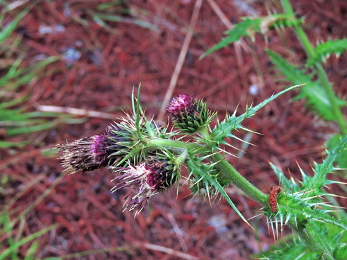 Image of Cirsium arisanense by (c) Jacy Chen, some rights reserved (CC BY)