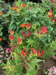Gloriosa