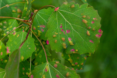 Aceria varia