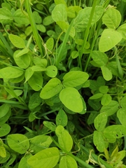 Glycine max soja