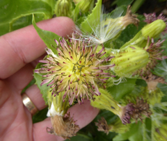 Sonchus grandifolius