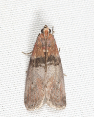 Acrobasis aurorella