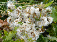 Sonchus grandifolius