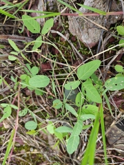 Glycine max soja