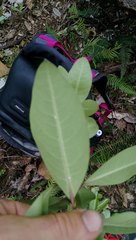 Planchonella costata