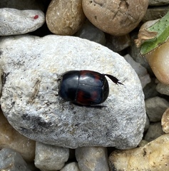 Hister quadrimaculatus