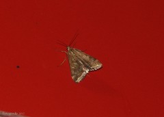 Loxostege cereralis
